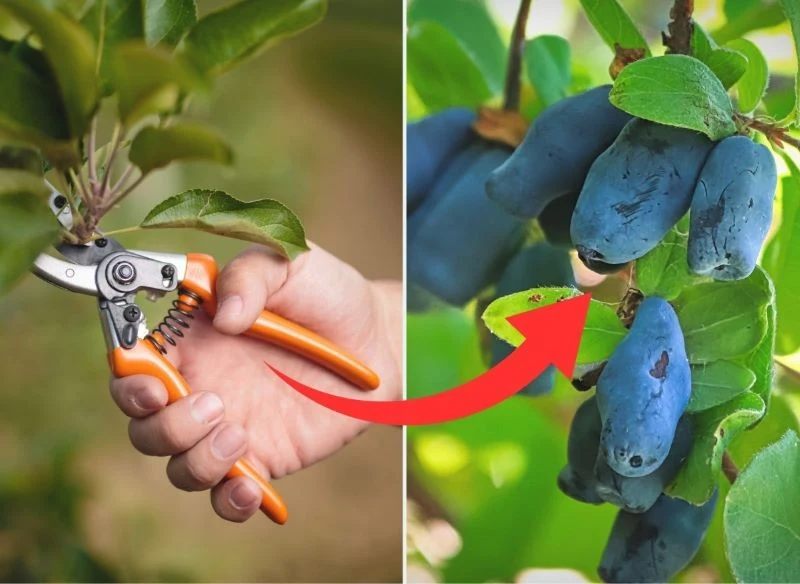 Cięcie jagody kamczackiej powinno polegać przede wszystkim na usuwaniu starych pędów z głębi krzewu