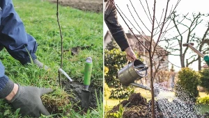 Krzewy i drzewa owocowe w przydomowym ogródku to doskonały pomysł. Wiosną będą stanowić piękną dekorację, a latem i jesienią zapewnią dostęp do darmowych, pysznych owoców.