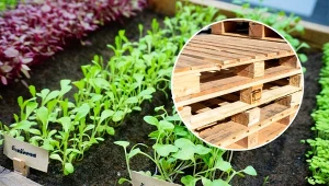 Grządki z palet to pomysł, na który decyduje się coraz więcej ogrodników.