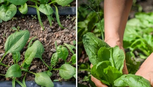 Jak siać szpinak? Zadbaj o dobre sąsiedztwo i pielęgnację, a szpinak będzie obficie rósł