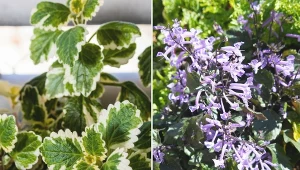 Komarzyca jest w naszym kraju uprawiana głównie jako roślina jednoroczna.