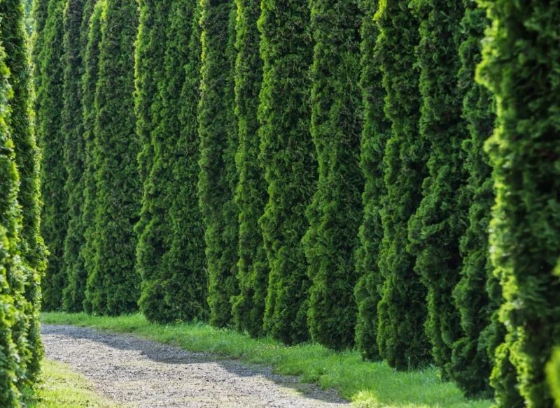 Tuje nie mają zbyt wielkich wymagań