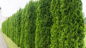 Jak przycinać tuje kolumnowe, żeby tworzyły gesty żywopłot?