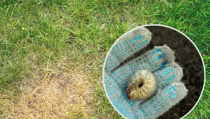 Pędraki żywią się korzeniami roślin i traw, uszkadzając je poprzez nagryzanie.