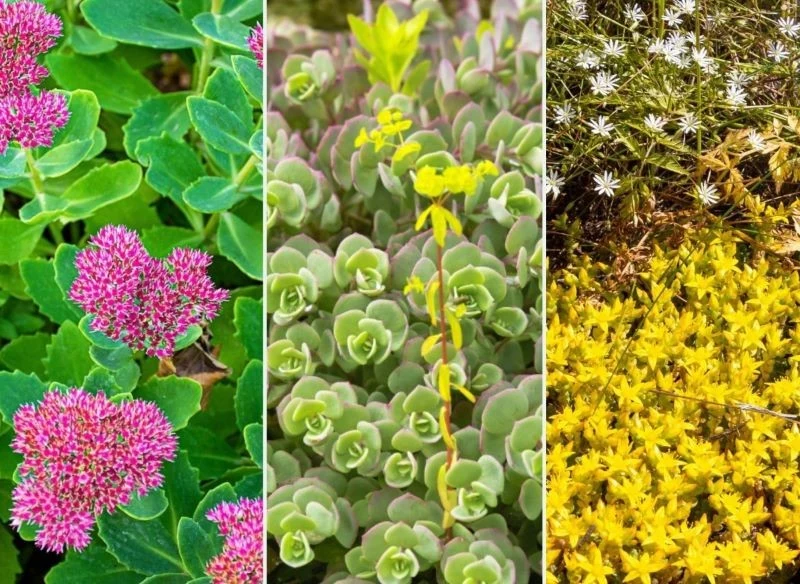 Istnieje wiele odmian rozchodników