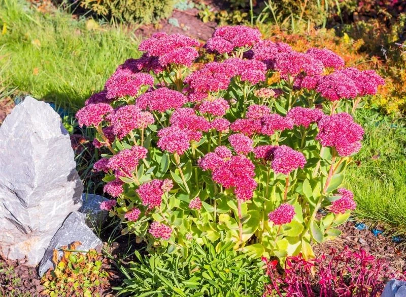 Rozchodniki najlepiej rosną na stanowiskach słonecznych