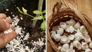 Wyjaśniamy, dlaczego warto stosować skorupki jaj jako nawóz.