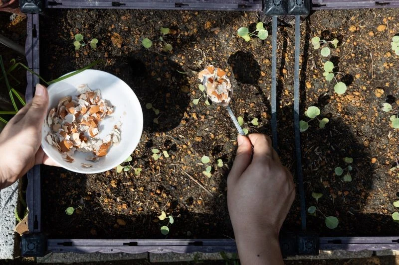 Skorupki można pokruszyć lub przygotować nawóz w formie płynnej