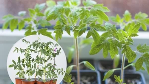 W celu uniknięcia wybujania pomidorów zalecamy opiekę nad nowo posadzonymi roślinami.