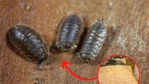 Jeśli prosionek szorstki zagnieździ się w domu, może poczynić wiele szkód. Jak go wytępić?