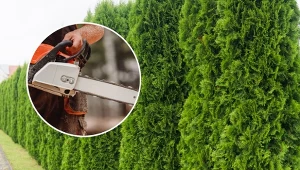 Sprawdź, czy tuje w ogrodzie można wyciąć bez pozwolenia.