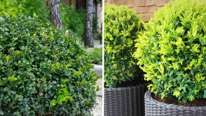 Wyjaśniamy, co zrobić, żeby bukszpan ładnie się rozrastał.