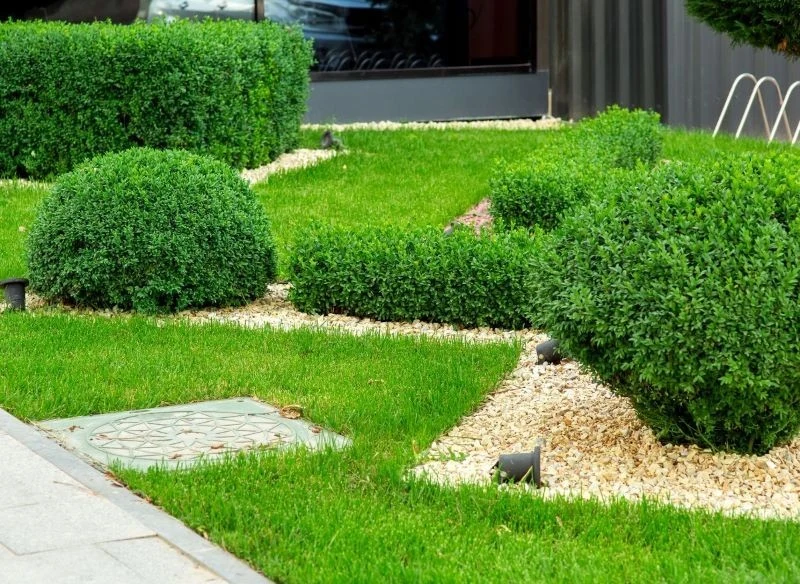 Bukszpany najlepiej rosną w miejscach ciepłych i słonecznych