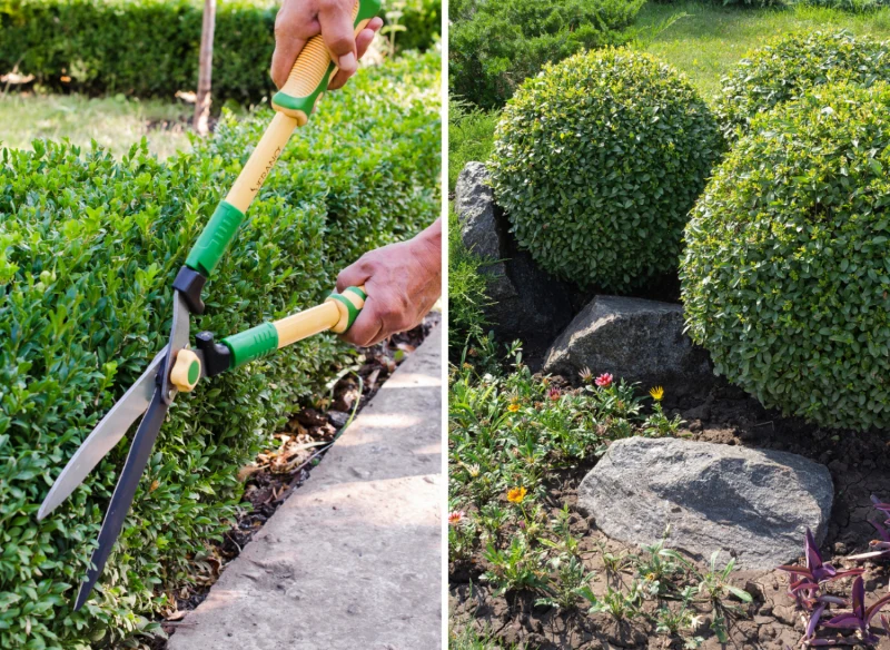 Najlepszy termin na przycinanie bukszpanu to wiosna