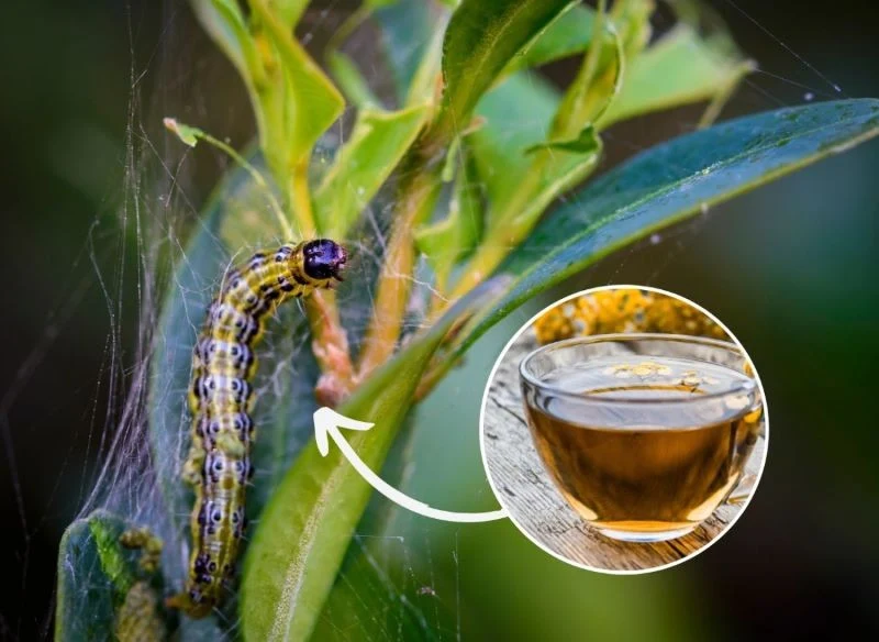 Ćma bukszpanowa może być zwalczana na kilka sposobów