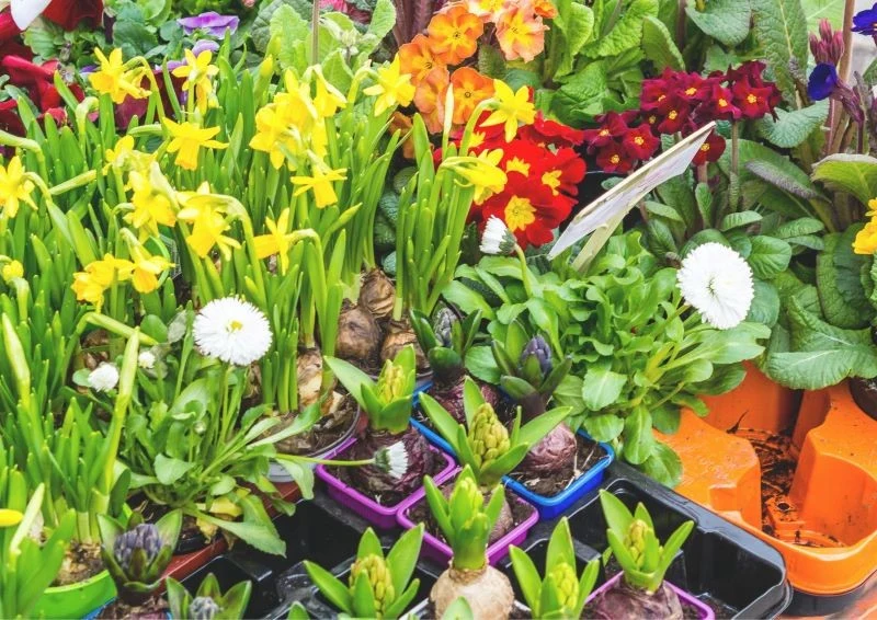 Lepiej nie kupować tych roślin, które już zakwitły, ponieważ krótko będziemy cieszyć się kwiatami