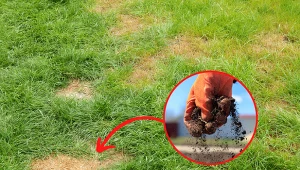 Wyjaśniamy, jak pozbyć się plam i łysych placków na trawniku.Fot. 123RF.com/Canva Pro