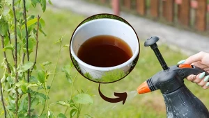 Sprawdź, jak przygotować herbatę kompostową krok po kroku.