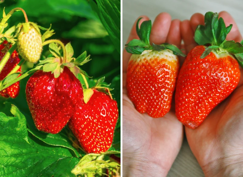 Wyjaśniamy, jakie odmiany truskawek sprawdzą się w przydomowej uprawie