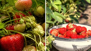 Nowa odmiana truskawek. Plenna, jędrna, choroby ją omijają