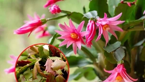 Podpowiadamy, dlaczego kaktus wielkanocny nie kwitnie wraz z nadejściem wiosny.