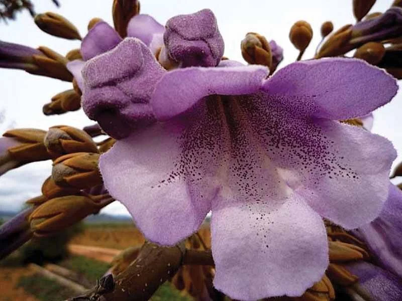 Tak kwitnie drzewo tlenowe