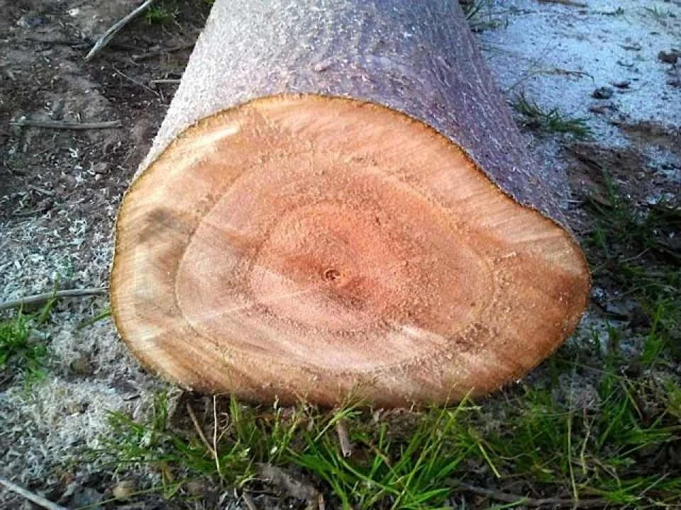 Pień drzewa tlenowego oxytree