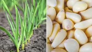 Czosnek jest naturalnym antybiotykiem.