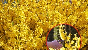 Istnieje kilka powodów, dla których forsycja nie zakwitnie.