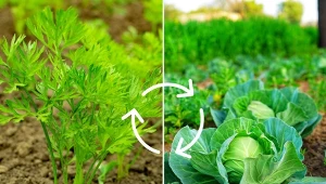 Płodozmian warzyw to sadzenie różnych roślin w zaplanowanej kolejności na tej samej grządce.