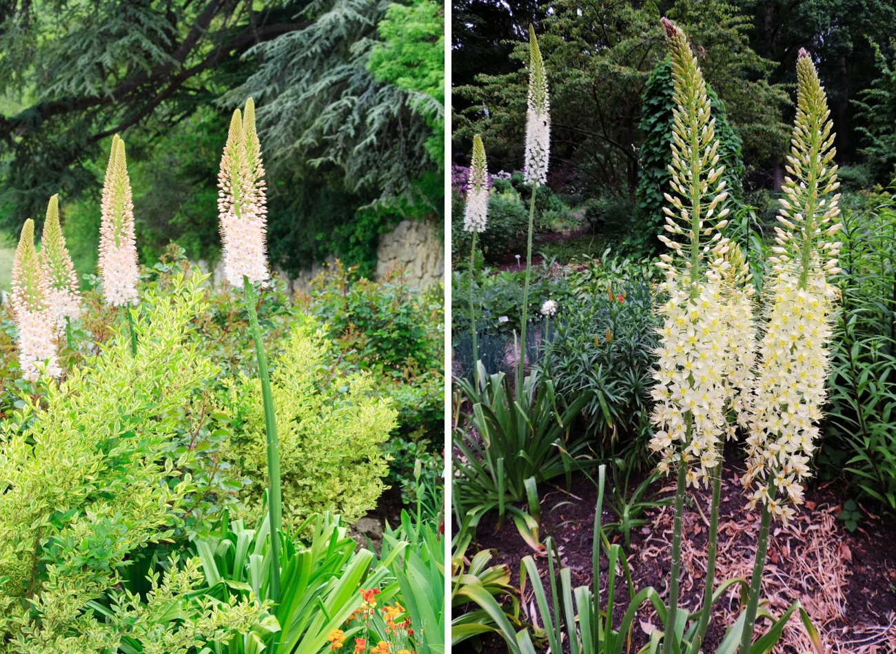 Pustynniki należy sadzić na słonecznych stanowiskach