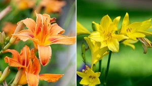 Liliowce to efektownie kwitnące byliny, które znakomicie nadają się na ogrodowe rabaty.