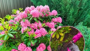 Przy przesadzaniu rododendronów należy przestrzegać kilku ważnych zasad.