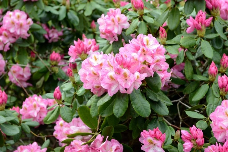 Rododendrony przesadza się wczesną wiosną lub jesienią