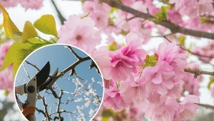 Najlepsza pora na cięcie wiśni japońskiej. Jak i kiedy przycinać wiśnię piłkowaną? Zasady uprawy.