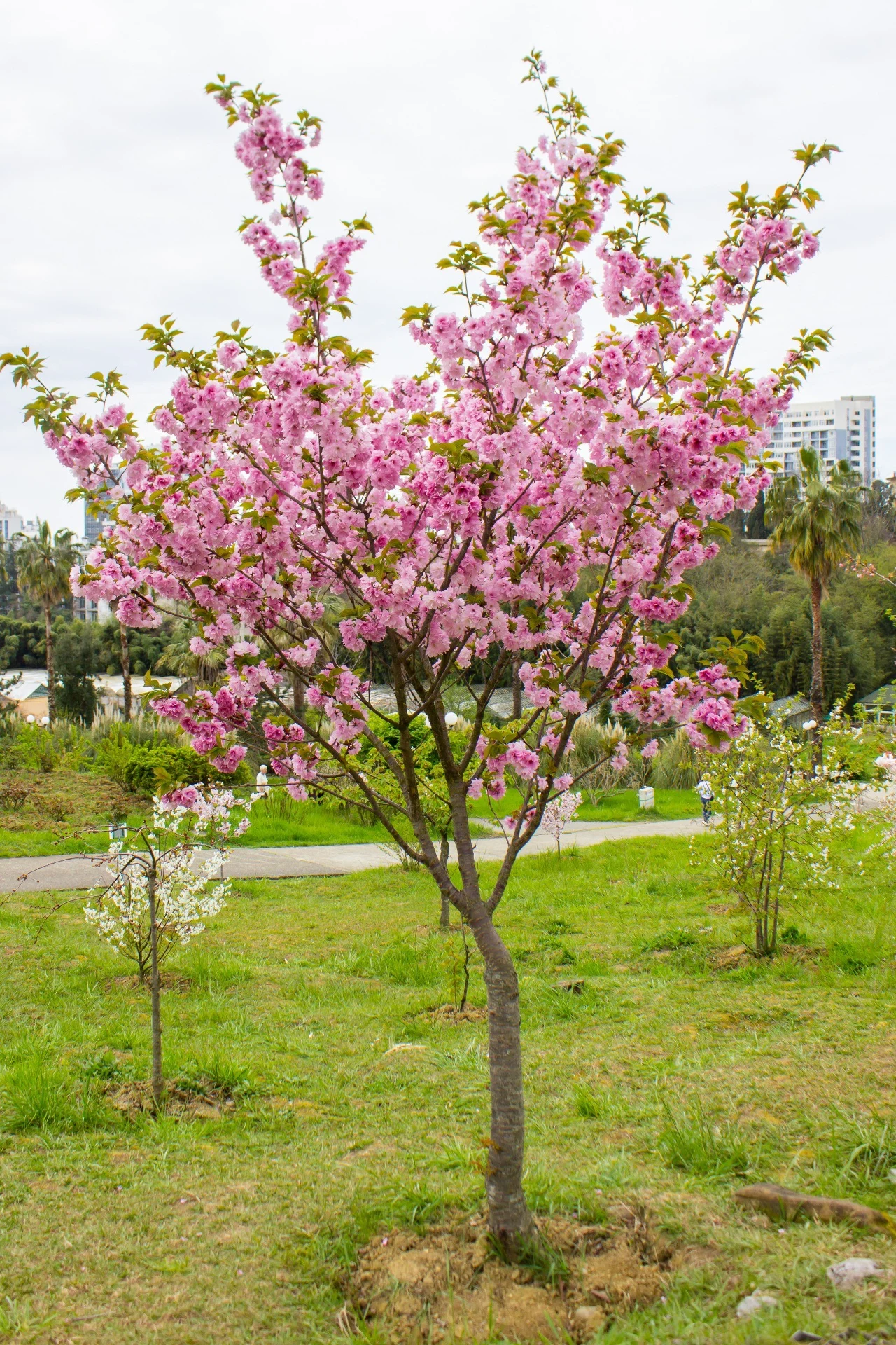 Wiśnia piłkowana to drzewo, które świetnie nadaje się do obsadzenia miejsc wypoczynku
