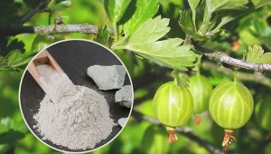 W nawożeniu agrestu bardzo dobrze sprawdzi się  mączka bazaltowa.