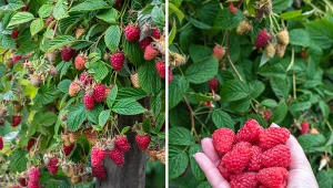 Wyjaśniamy, jakie odmiany malin warto posadzić w swoim ogrodzie. Fot. CanvaPro: N8turegrl