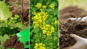 Użyźnianie gleby to jeden z najważniejszych zabiegów w uprawie wszystkich roślin.