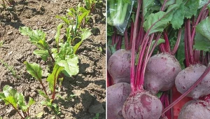 Uprawa buraka ćwikłowego – kiedy wysiew i jak pielęgnować?