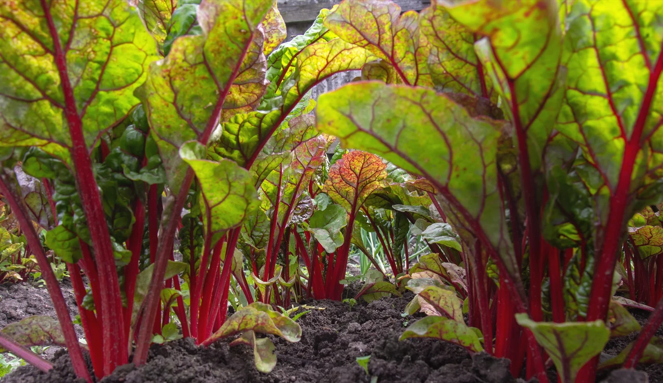 Buraki ćwikłowe można nawozić środkami bogatymi w potas, fosfor, bor i azot
