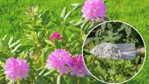 Jakiej uprawy wymagają rododendrony, aby pięknie kwitnąć?