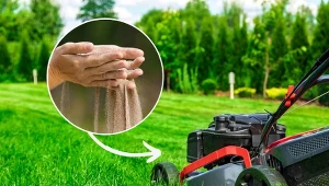 Piaskowanie trawnika to jeden z podstawowych zabiegów pielęgnacyjnych, dzięki którym murawa rośnie silna i zdrowa.