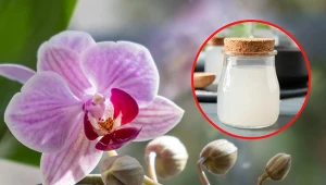 Wyjaśniamy, czym nawozić storczyki, by obficie kwitły.