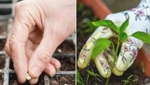 Błędy podczas wysiewu i rozsady warzyw wynikają nie tylko z niewiedzy, ale również z braku cierpliwości czy umiaru.