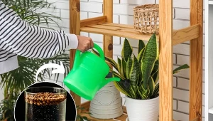 Poznaj sposób na pobudzenie kwiatów doniczkowych do wzrostu i kwitnienia.