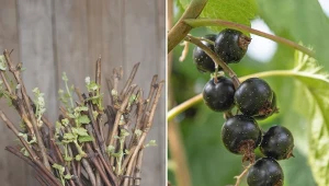 Czarna porzeczka to krzew liściasty, dorastający maksymalnie do dwóch metrów wysokości.