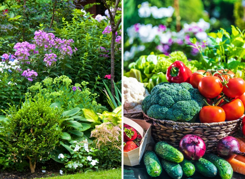 Mączką bazaltową można nawozić warzywa, owoce, kwiaty i krzewy ozdobne