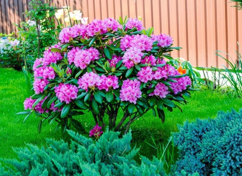 Rododendrony to kapryśne krzewy, które wymagają odpowiedniej pielęgnacji