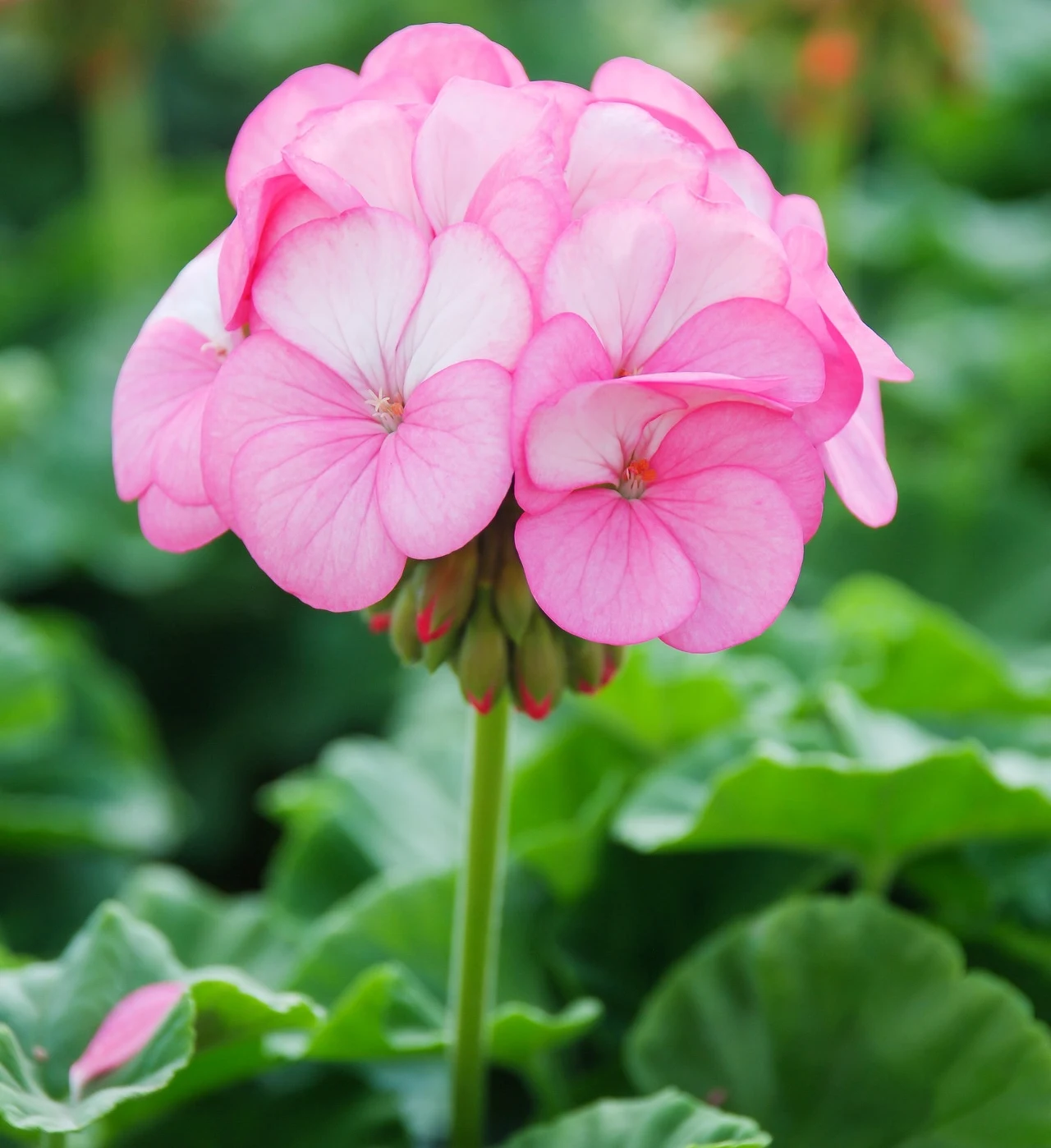 Pelargonia królewska przepięknie ozdabia balkony, tarasy i parapety
